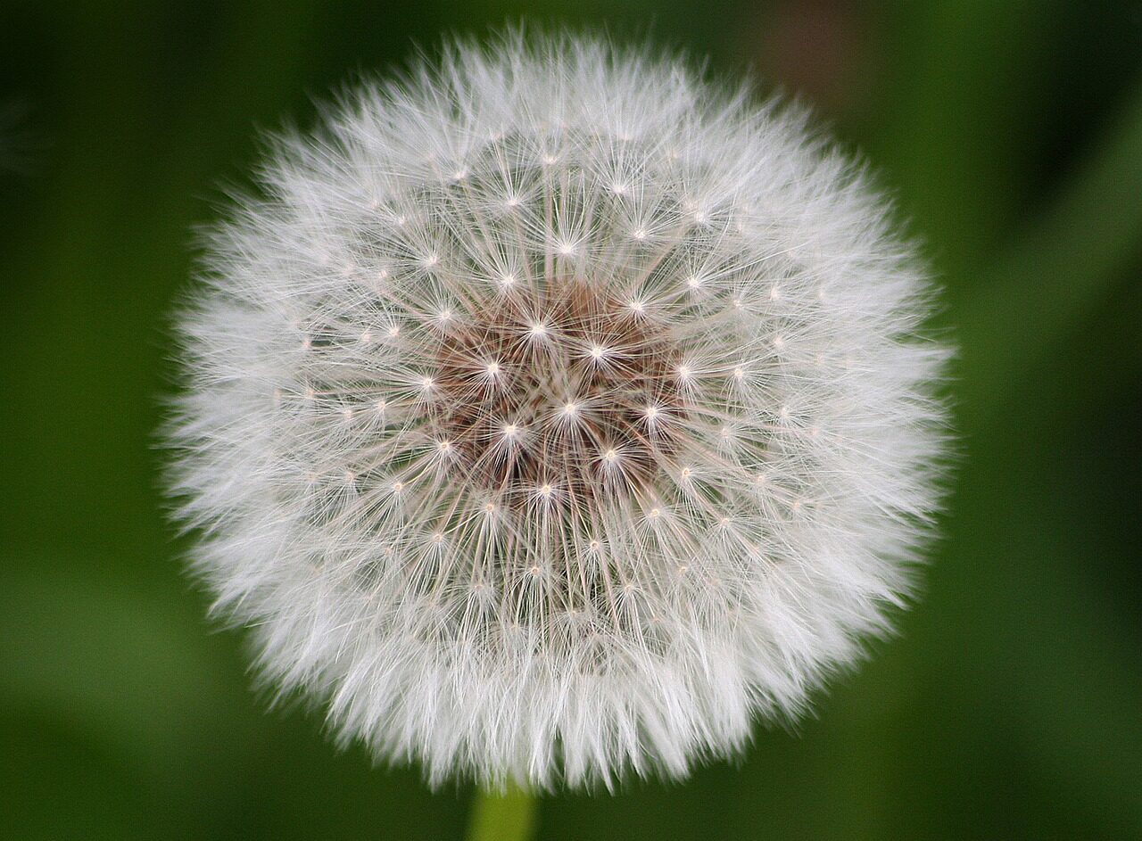 taraxacum, flower, plant, nature, flower background, summer, flower wallpaper, shower head, idea, lawn, light, green, garden, bow, dandelion, grass, beautiful flowers, allergies, grasses, flora